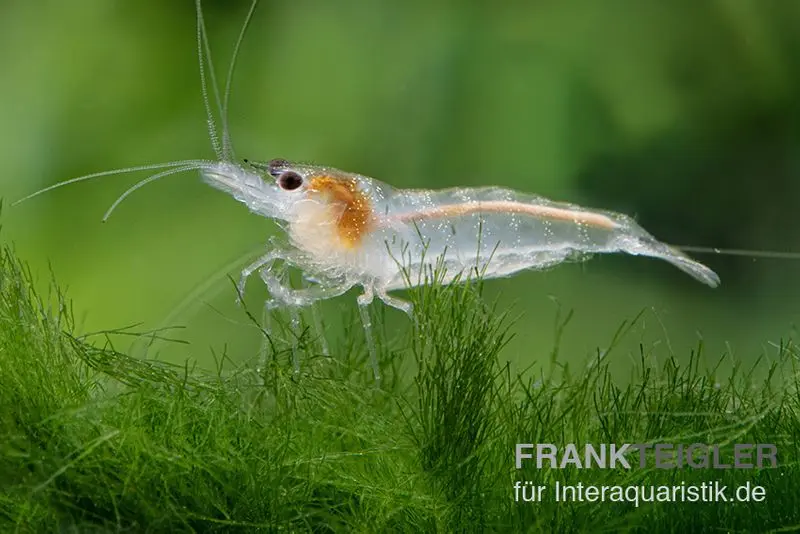 Weisse Zebragarnele, Neocaridina babaulti White Zebra