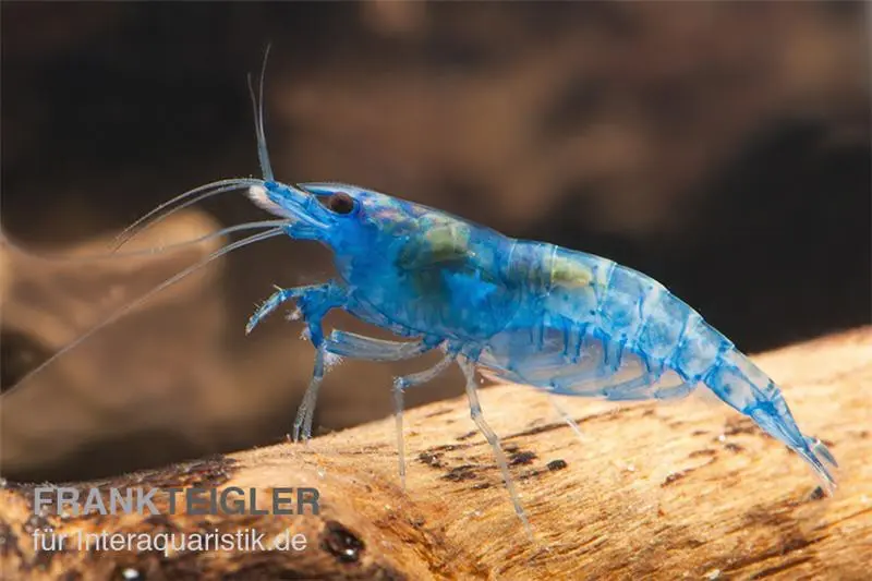 Blue Dream Garnele, Neocaridina davidi [10+1 GRATIS]