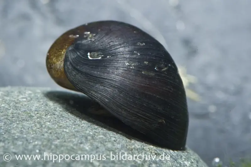 Algenrennschnecke, Neritina puligera