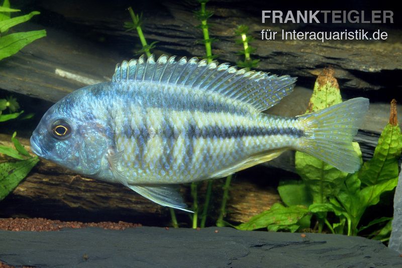 Schneckenfressender Buntbarsch, Chilotialapia rhoadesii, DNZ