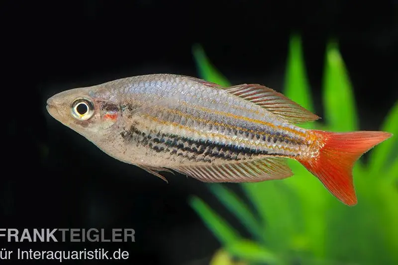 Rotgestreifter Regenbogenfisch, Melanotaenia splendida rubrostriata