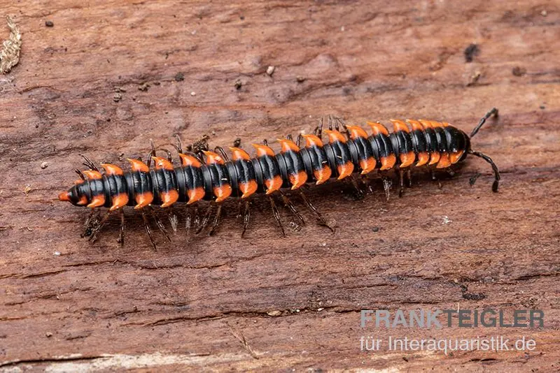 "Orange Spike"-Bandfüßer, Orthomorpha sp. “OrangeSpike”