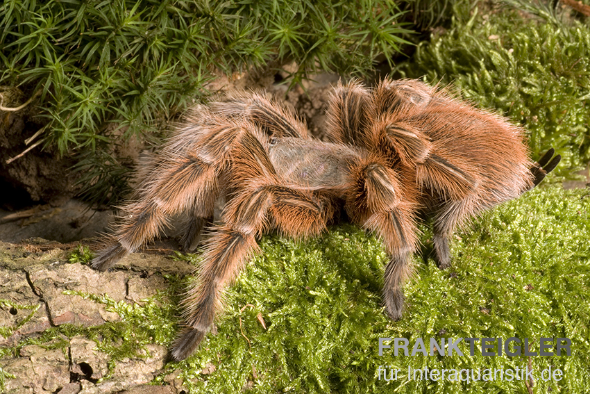 Rote Chile-Vogelspinne, Grammostola rosea