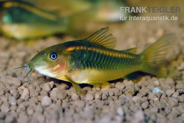 "Neon Red Stripe"-Panzerwels, Corydoras sp. "Neon Red Stripe" (CW23)