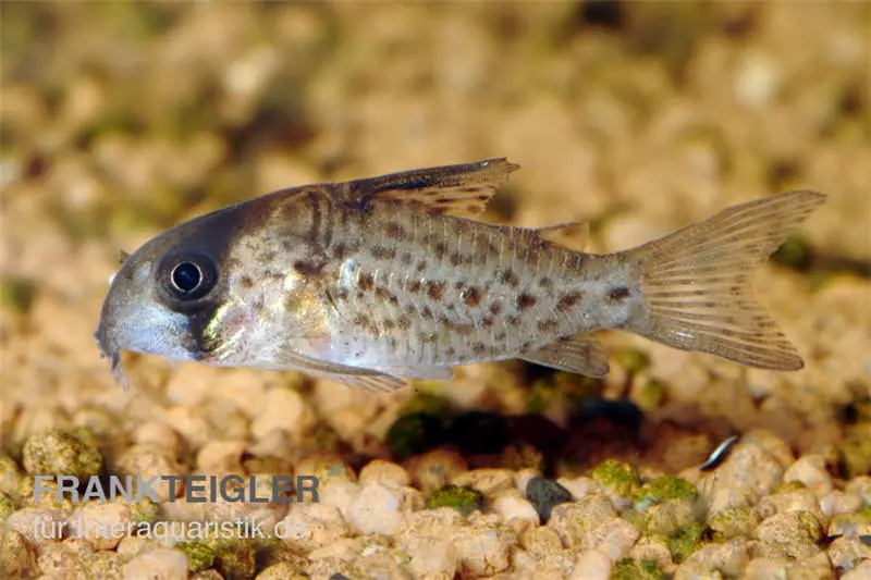 Fleckpanzerwels, Corydoras atropersonatus (Minifisch)