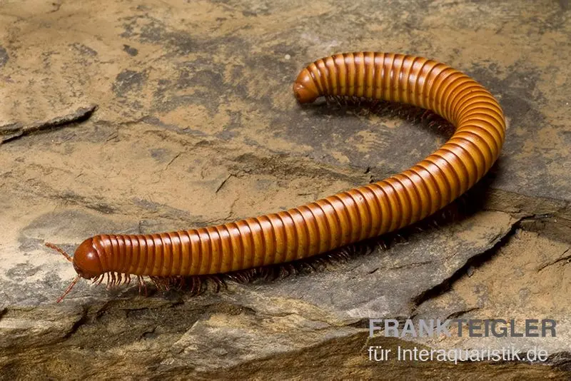 Wüsten-Tausendfüßer, Orthoporus ornatus