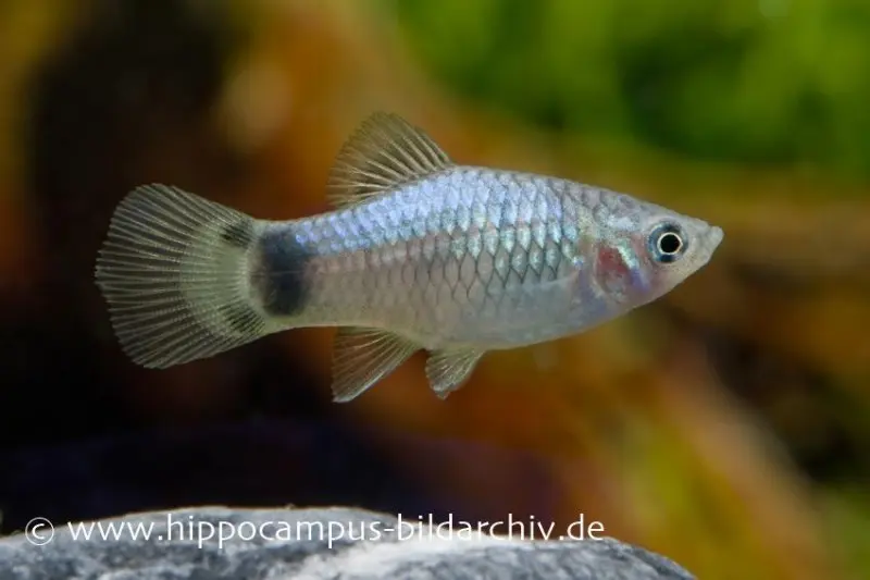 Blauer Mickey Mouse Platy, Xiphophorus maculatus