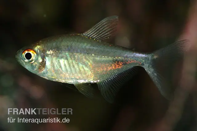 Karfunkelsalmler, Hemigrammus pulcher