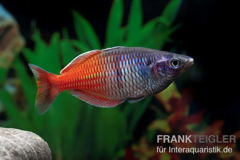 Boesemans Regenbogenfisch rot, Melanotaenia boesemani RED, DNZ