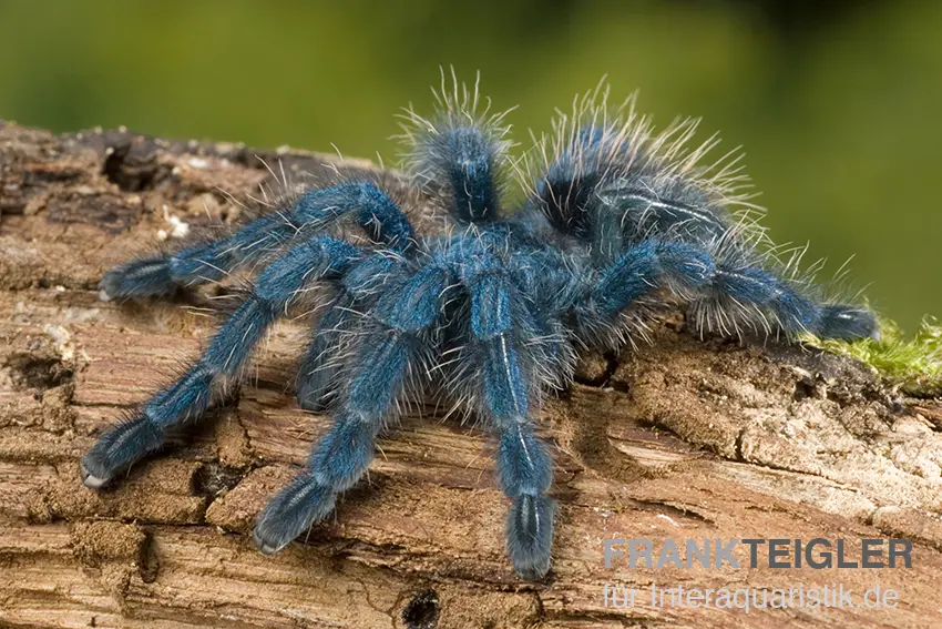 Martinique-Baumvogelspinne, Avicularia versicolor