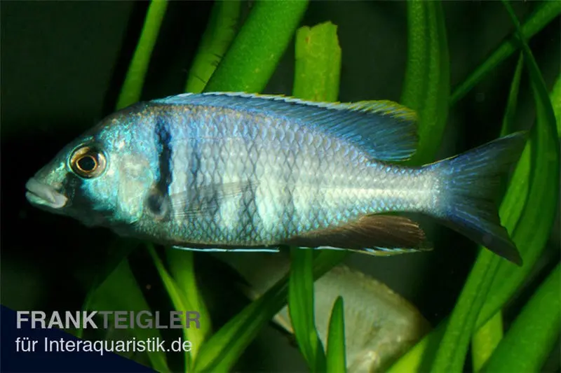 Likomamaulbrüter, Placidochromis electra "Black Face", DNZ