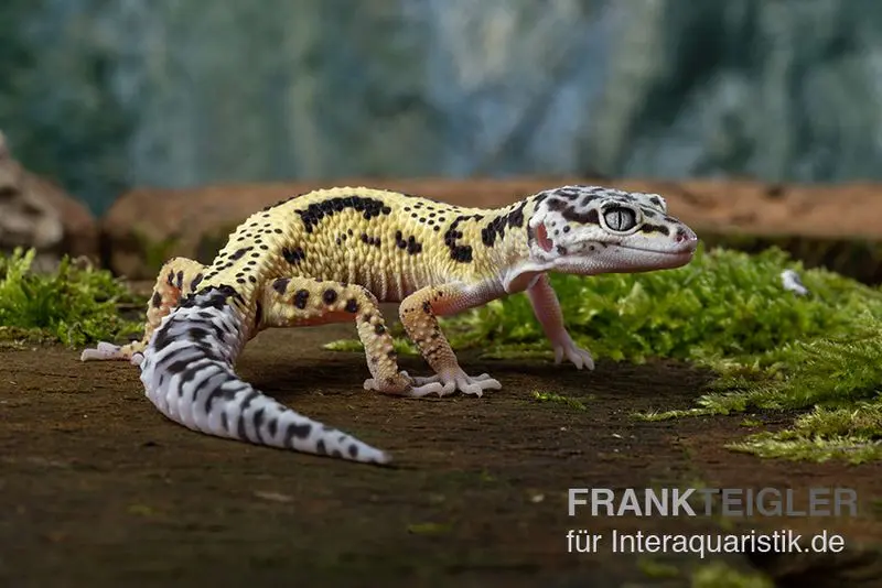 Leopardgecko, Eublepharis macularius, LEMON FROST MACK SNOW