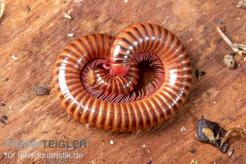 Shining Red Milipede, Spirostreptus brachycerus