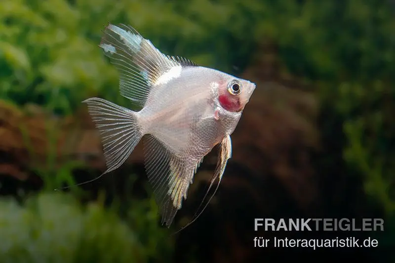 Bulgarian Green Red Cheek Skalar, Pterophyllum scalare