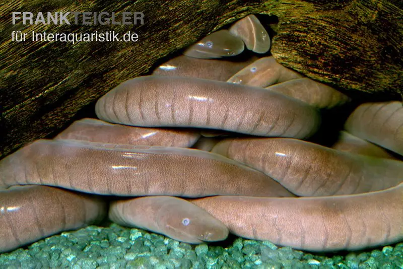 Breitkopf-Schwimmwühle, Typhlonectes natans