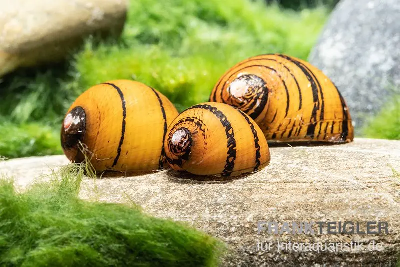 O-Ring-Rennschnecke, Neritina sp.