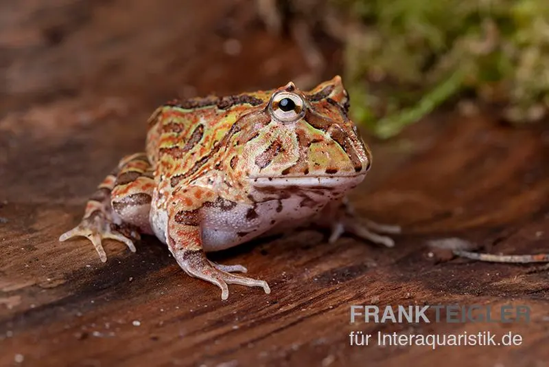 Fantasy Pacman Frog bicolor, Ceratophrys cornuta x Ceratophrys cranwelli