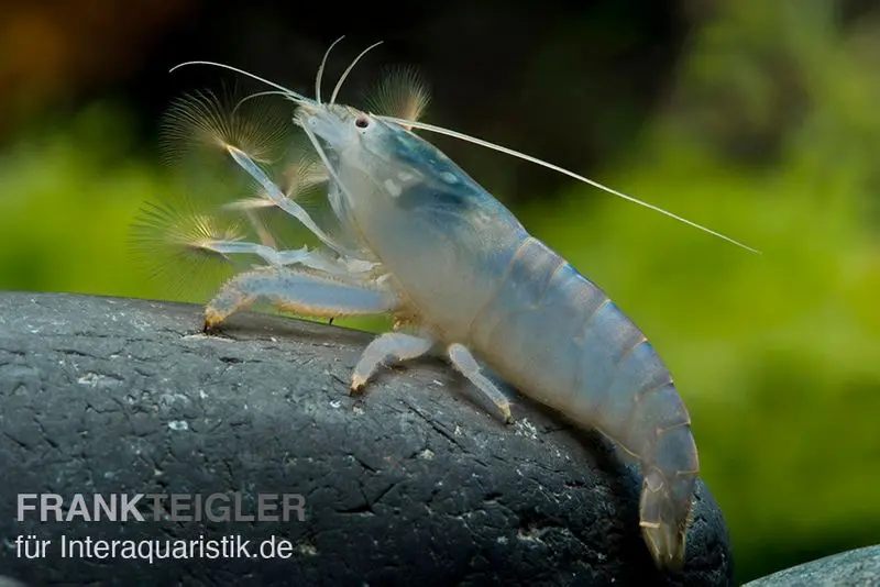 Blaue Monsterfächergarnele, Atya gabonensis