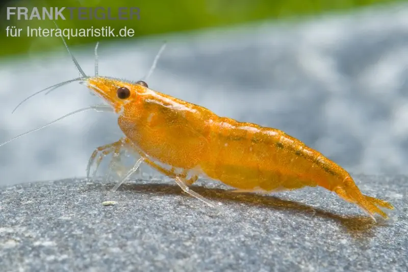 Sakura Orange Garnele, Neocaridina davidi