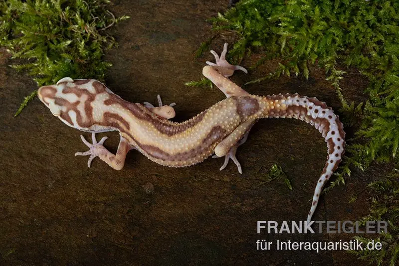 Leopardgecko, Eublepharis macularius, TREMPER ALBINO JUNGLE