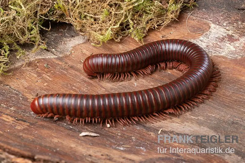 Asiatischer Riesentausendfüßer, Thyropygus allevatus