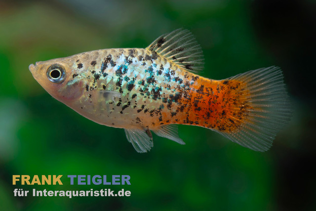 Blauer Papageienplaty, Xiphophorus variatus