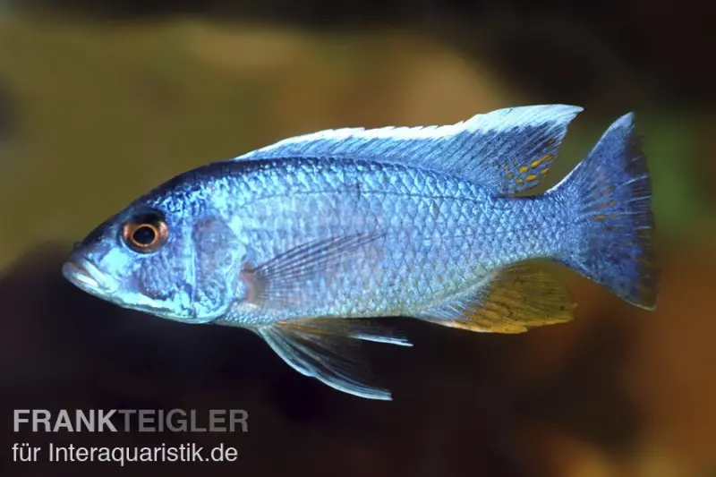 Azurcichlide, Sciaenochromis ahli "Eisberg", DNZ