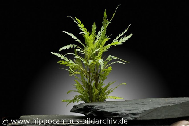 Gefiederter Wasserfreund, Hygrophila pinnatifida, In Vitro