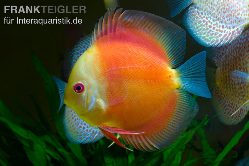 Diskusfisch ASIA-NZ, Symphysodon discus Red doll (Red melon), 2 Zoll, 5-6 cm