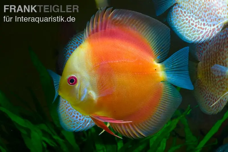 Diskusfisch ASIA-NZ, Symphysodon discus Red doll (Red melon)