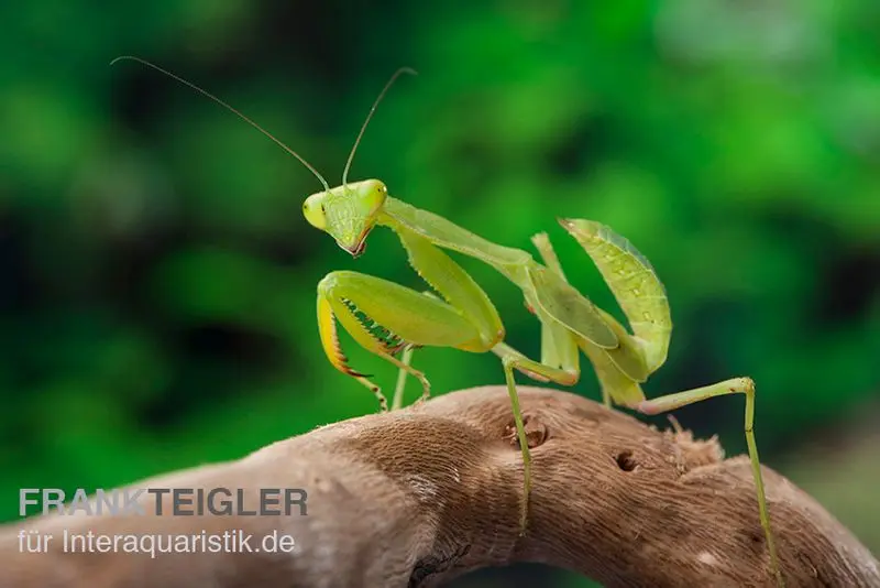 Afrikanische Gottesanbeterin im Mix, Sphodromantis spec.