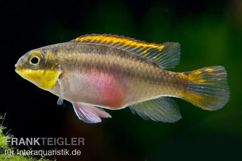 Purpurprachtbarsch, Pelvicachromis pulcher