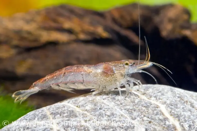 Rotschwanzgarnele, Neocaridina sp. 'Rotschwanz'