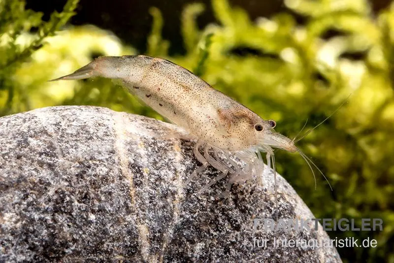 Australische Amanogarnele, Caridina typus (Rarität)