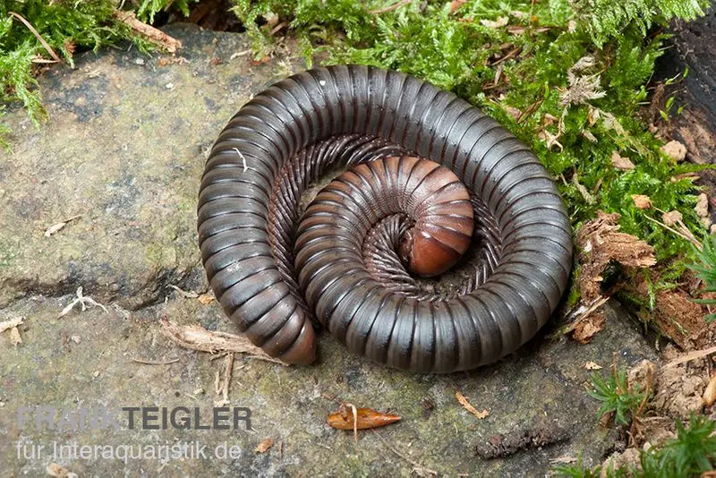 Firehead-Millipede, Spirostreptus servatius