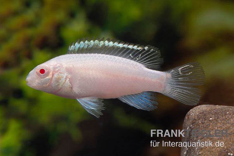 Purpurprachtbarsch albino, Pelvicachromis pulcher "albino"