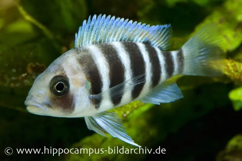 Tanganjika-Beulenkopf, Cyphotilapia frontosa "Burundi", DNZ