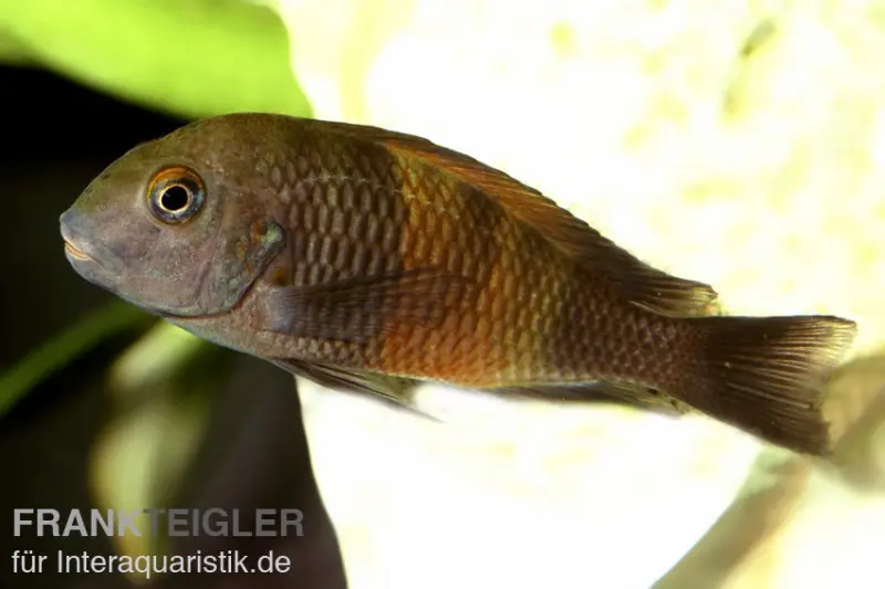 Orange-Breitband-Moorii, Tropheus moorii "Bemba", DNZ