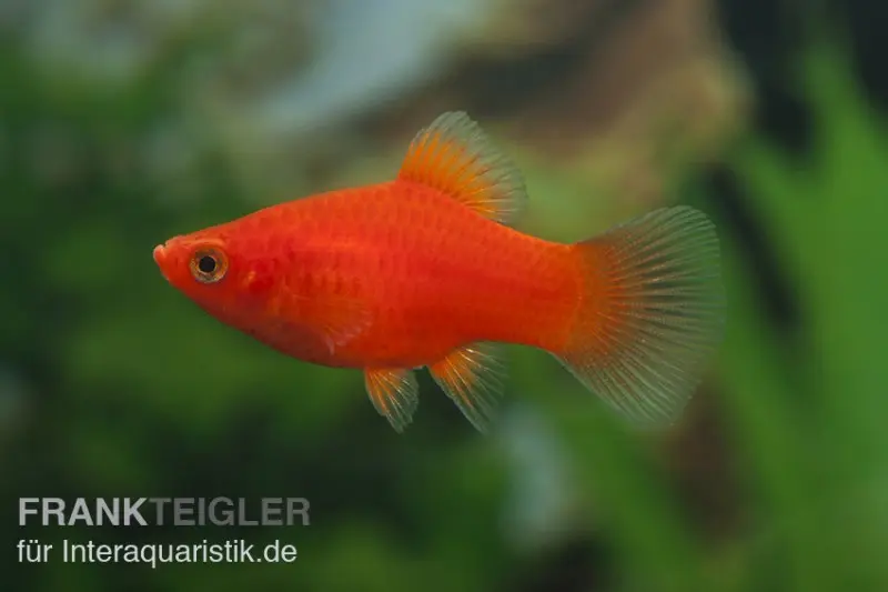 Roter Korallenplaty, Xiphophorus maculatus