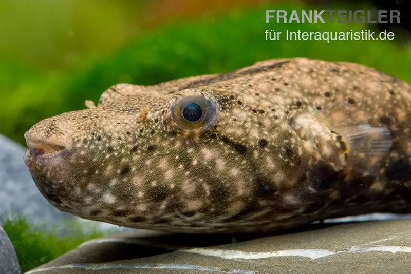 Mekong-Kofferkugelfisch, Tetraodon suvattii