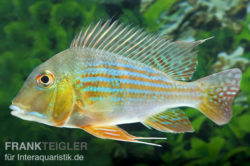 Rotstreifen-Erdfresser, Geophagus surinamensis