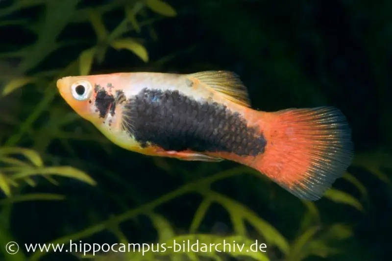 Papageien-Hawaiiplaty, Xiphophorus maculatus