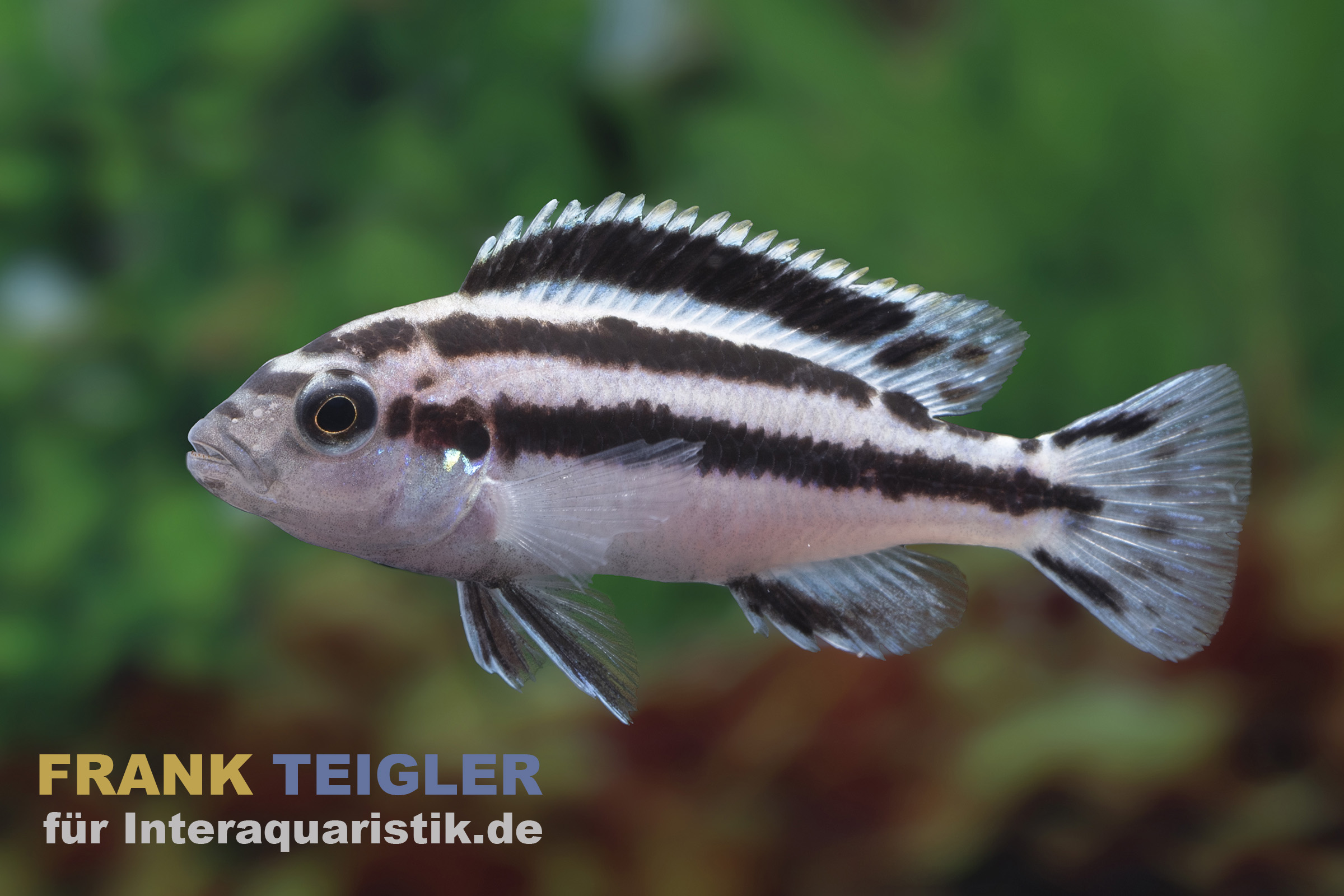 Parallelus-Maulbrüter, Melanochromis parallelus