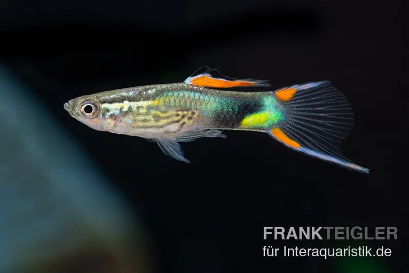 Endler Guppy Emerald Green, Poecilia wingei