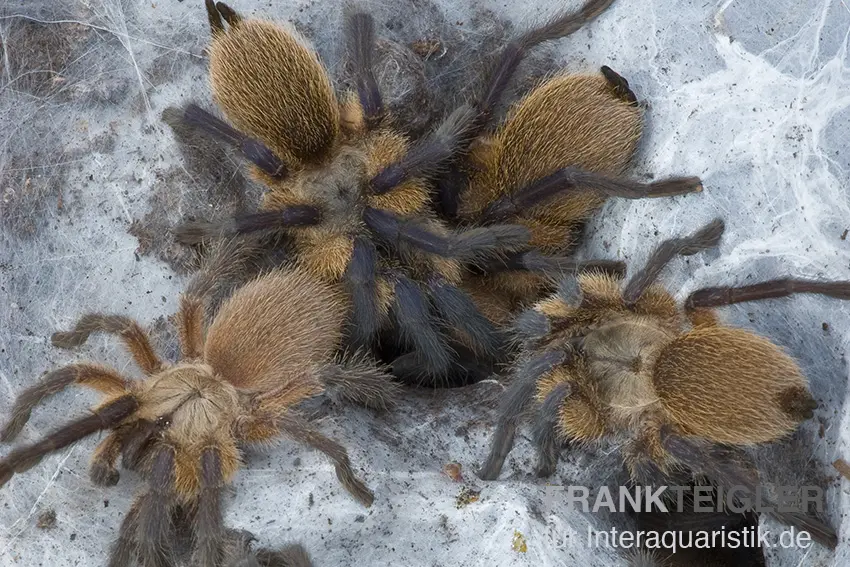 Blaue Jemen-Vogelspinne, Monocentropus balfouri