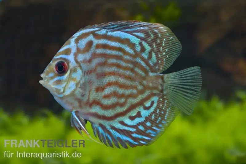 Diskusfisch, Symphysodon discus Rot-Türkis