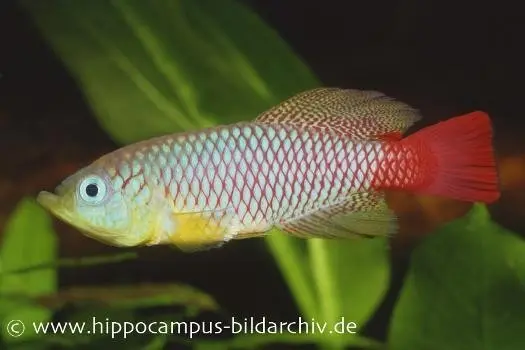 Killifisch Torfansatz Nothobranchius foerschi, 30 Eier