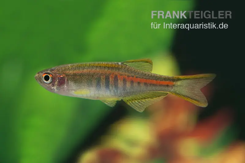 Rubinbärbling, Danio choprae