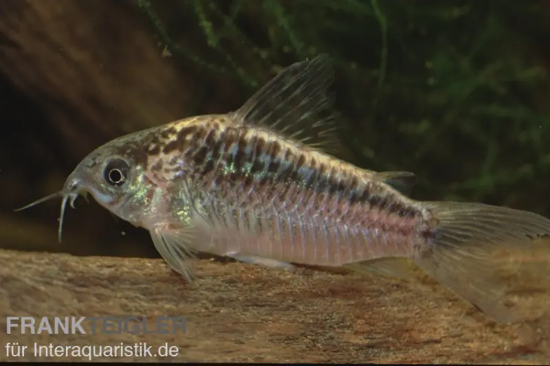 Schraffierter Panzerwels, Corydoras elegans