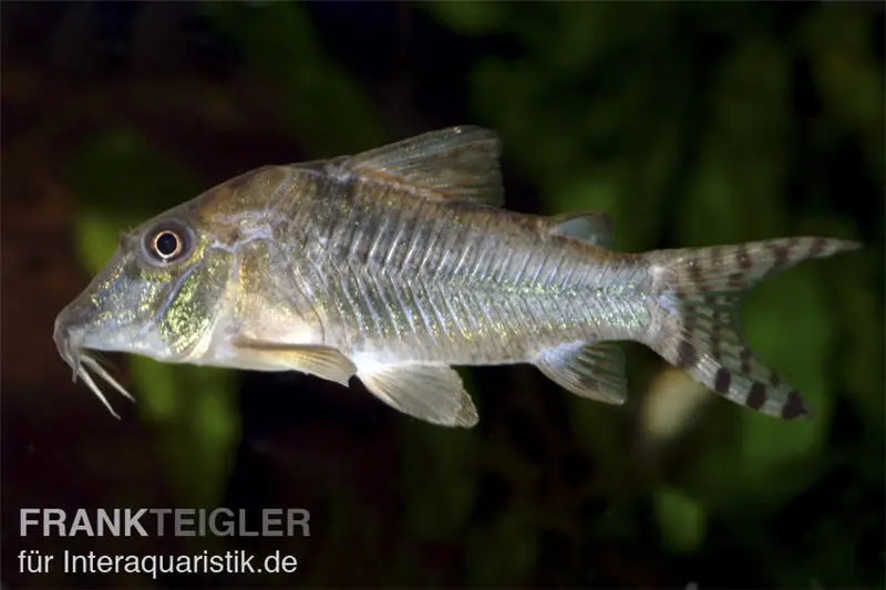 Nördlicher Langschnauzen-Panzerwels, Corydoras septentrionalis